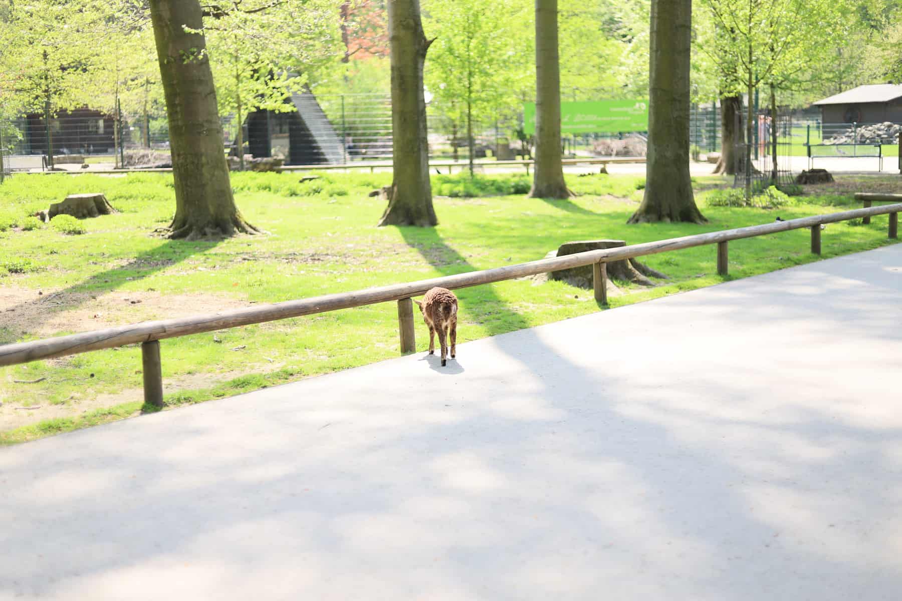 ausgeflogen-lindenthaler-tierpark