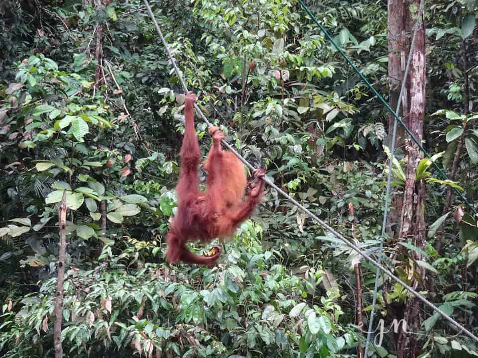 malaysias-westen-inklusive-borneo-fernreise-mit-kindern-nach-asien